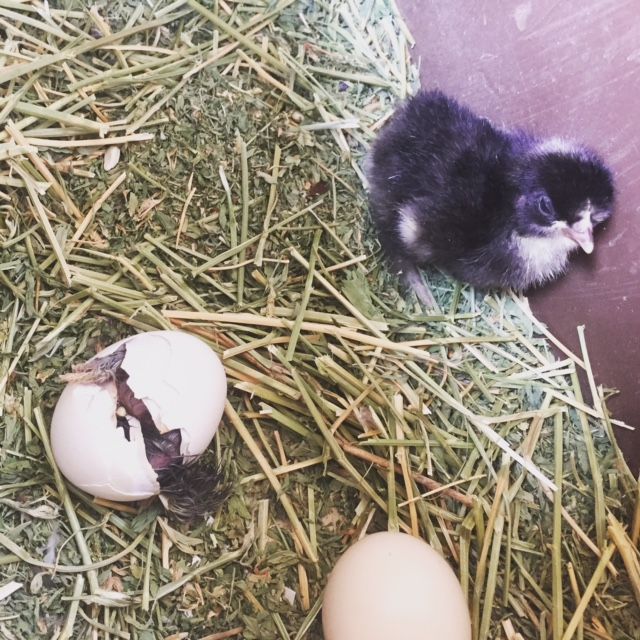 Readers show their chickens